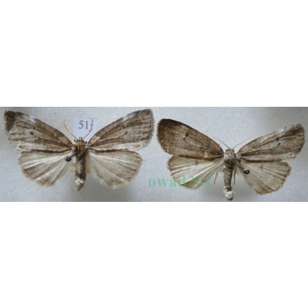 Ochropacha duplaris (Linnaeus, 1761) pair Falica dwojnica Czech51j